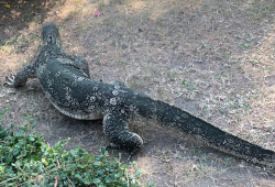 ルンピニー公園のヒア
