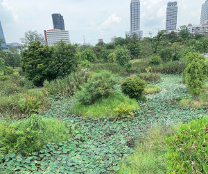 蓮池などがある湿地帯エリアの風景