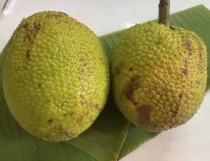 パンノキの果実の様子