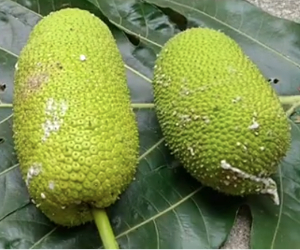 パンノキの果実の様子