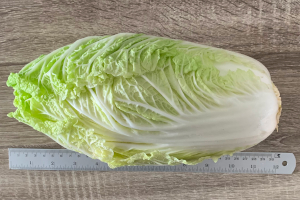 30センチのタイの白菜
