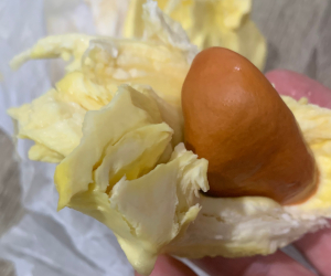 種と果肉が綺麗に別れる様子(モントーン)
