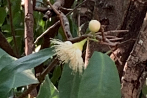 嫁の実家の庭に咲くチョンプー (Java Apple) の花