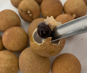 ステンレス製のレンゲで種を掘り出している様子