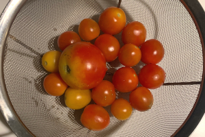粒の小さいトマト