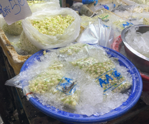 白いジャスミンの花のつぼみの様子