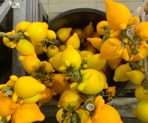 周辺地区の花屋の様子