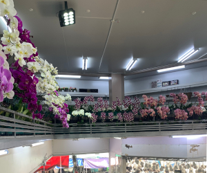 周辺地区の花屋のランの様子