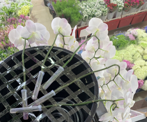 周辺地区の花屋のランの様子