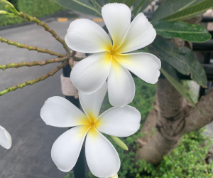 花びらが6枚(上)と5枚(下)のリーラワディーの花の様子