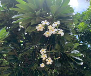 白い花のリーラワディーの様子