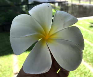 花びらが7枚のリーラワディーの花の様子
