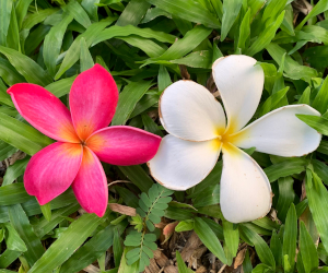 ピンク色と白い色のリーラワディーの花の様子