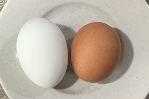 カイケムとMサイズの鶏卵のゆで卵を並べた様子