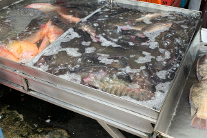 タラートのプラーニンの活魚の様子